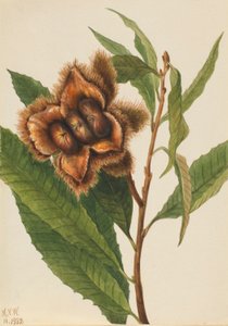 Castagno americano (Castanea dentata) da Mary Vaux Walcott