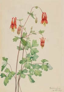 Aquilegia americana (Aquilegia canadensis) da Mary Vaux Walcott