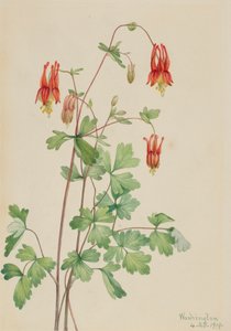 Colombina americana Aquilegia canadensis, 1919 da Mary Vaux Walcott