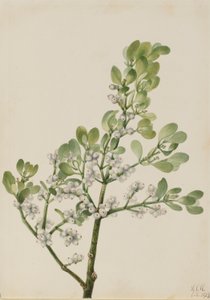 Vischio americano (Phoradendron flavescens) da Mary Vaux Walcott