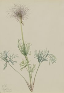 American Pasqueflower (Pulsatilla ludoviciana) da Mary Vaux Walcott
