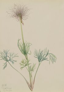 Pasqueflower americana Pulsatilla ludoviciana da Mary Vaux Walcott