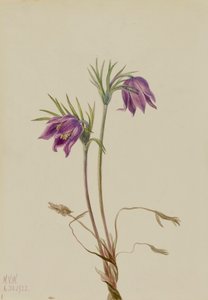 Pulsatilla americana Pulsatilla ludoviciana, 1922 da Mary Vaux Walcott