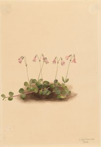 Gemella americana (Linnaea borealis americana)