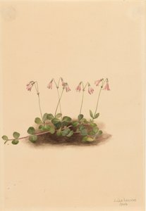 Linnaea borealis americana, 1902