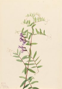 Veccia americana (Vicia americana)