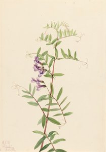 Veccia americana Vicia americana, 1922