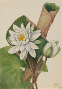 Ninfea americana (Castalia odorata) da Mary Vaux Walcott