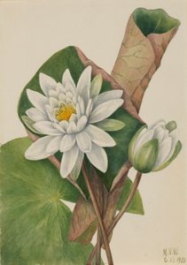 Ninfea Americana Castalia odorata, 1920 da Mary Vaux Walcott