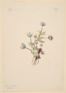 Anemone (Anemone drummondii) da Mary Vaux Walcott
