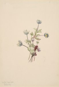 Anemone Anemone drummondii, 1907 da Mary Vaux Walcott