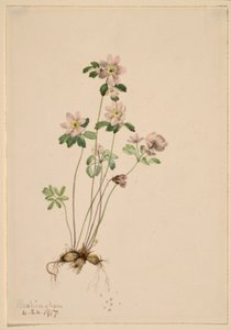 Anemonella (Syndesmon thalictroides) da Mary Vaux Walcott