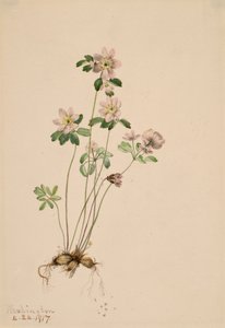Anemonella Syndesmon thalictroides, 1917 da Mary Vaux Walcott