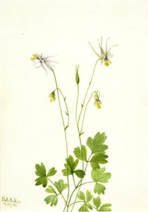 Aquilegia ecalcarata da Mary Vaux Walcott
