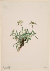 Arabis drummondii da Mary Vaux Walcott