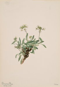 Arabis drummondii da Mary Vaux Walcott