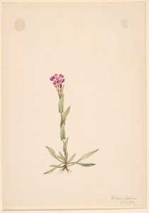 Arabis lyallii