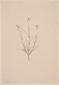 Arenaria formosa, 1904 da Mary Vaux Walcott