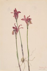 Arethusa bulbosa, 1918 da Mary Vaux Walcott