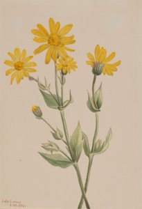 Arnica (Arnica latifolia) da Mary Vaux Walcott
