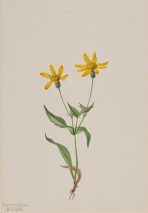 Arnica alpina, 1905