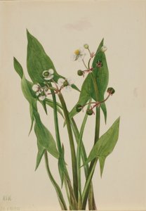Arum Arrowhead (Sagittaria cuneata) da Mary Vaux Walcott