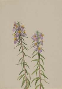 Aster Aster hirariifolius, 1923 da Mary Vaux Walcott