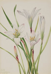 Giglio Atamasco, 1925 da Mary Vaux Walcott