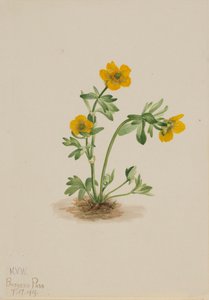 Ranuncolo delle Valanghe Ranunculus suksdorfii, 1919 da Mary Vaux Walcott