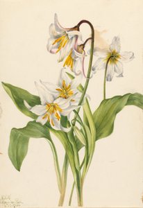 Giglio delle valanghe (Erythronium montanum) da Mary Vaux Walcott