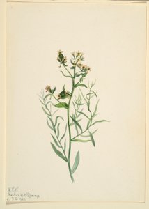 Rospo bastardo (Comandra pallida) da Mary Vaux Walcott