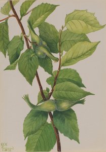 Nocciolo beccuto Corylus rostrata, 1932 da Mary Vaux Walcott