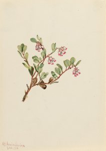 Uva ursina (Arctostaphylos uva-ursi) da Mary Vaux Walcott