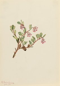Uva ursina, 1916 da Mary Vaux Walcott