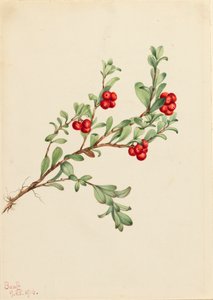 Uva ursina Arctostaphylos uva-ursi da Mary Vaux Walcott