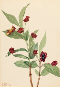 Caprifoglio Bearberry Lonicera involucrata, 1917