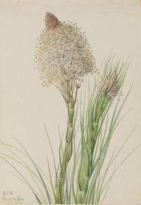 Erba orso Xerophyllum tenax, 1924 da Mary Vaux Walcott