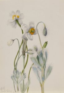 Papavero dell