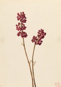 Bacca di bellezza (Callicarpa americana)