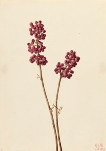 Callicarpa americana, 1923 da Mary Vaux Walcott