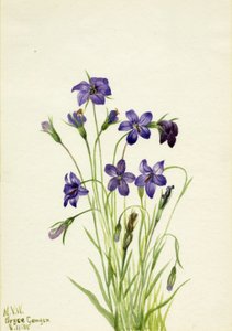Campanula, 1935 da Mary Vaux Walcott