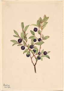 Mirtillo nero (Vaccinium membranaceum)