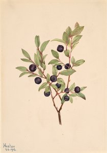 Mirtillo Grande Vaccinium membranaceum, 1916