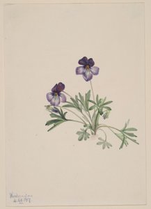 Viola dei piedi d