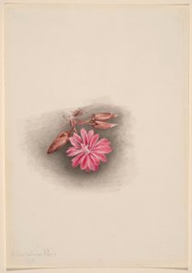 Bitterroot (Lewisia redivivia) da Mary Vaux Walcott