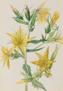 Stella fiammeggiante Mentzelia laevicaulis da Mary Vaux Walcott
