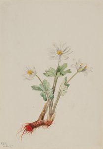 Bloodroot (Sanguinaria canadensis) da Mary Vaux Walcott
