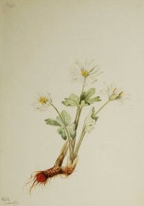 Sanguinaria Sanguinaria canadensis (1917) da Mary Vaux Walcott