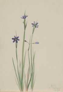 Erba azzurra (Sisyrinchium angustifolium) da Mary Vaux Walcott