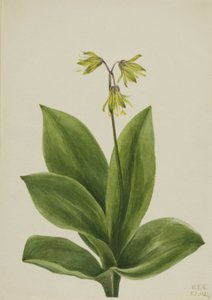 Perla blu (Clintonia borealis) da Mary Vaux Walcott